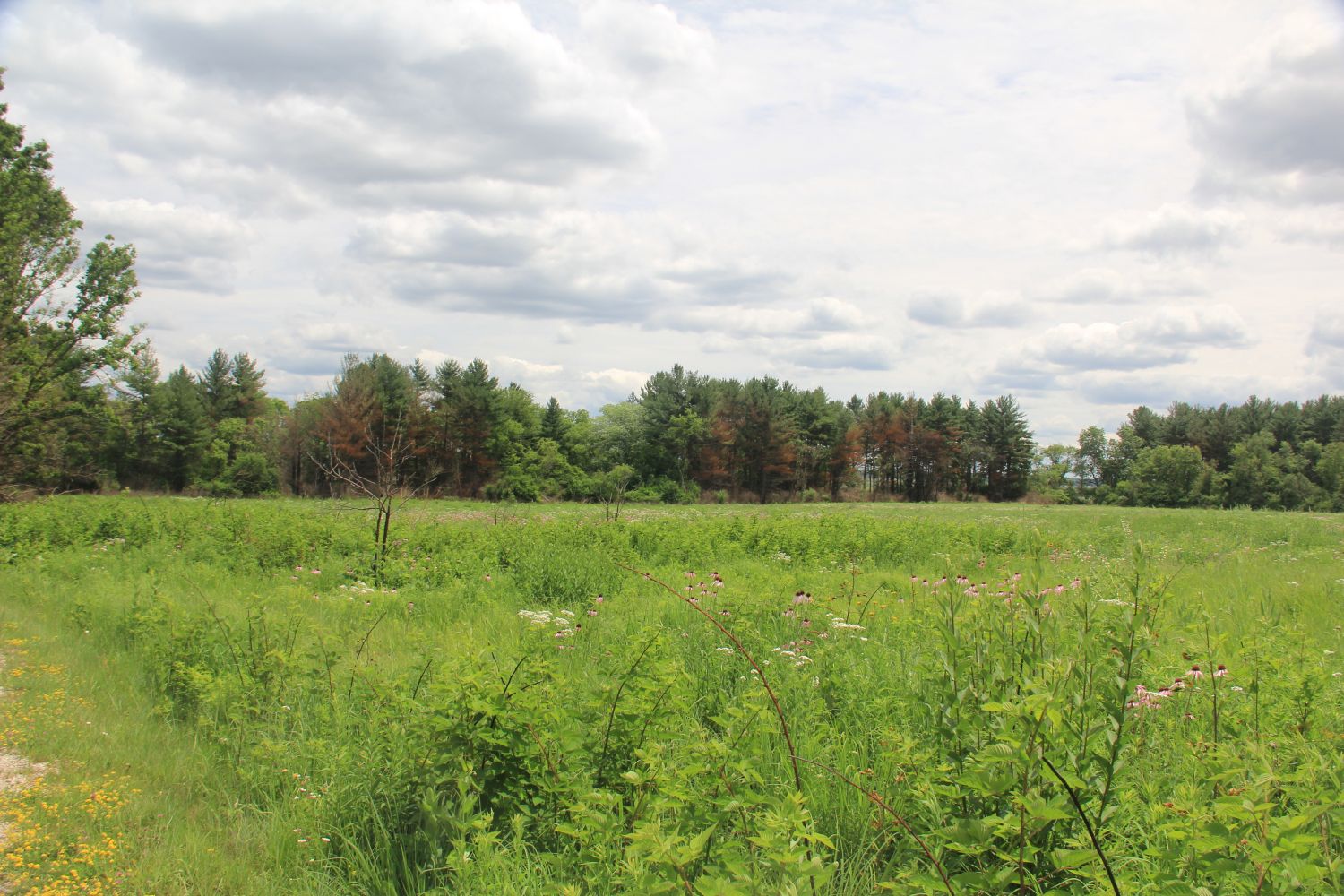 GoldFinch Trail 